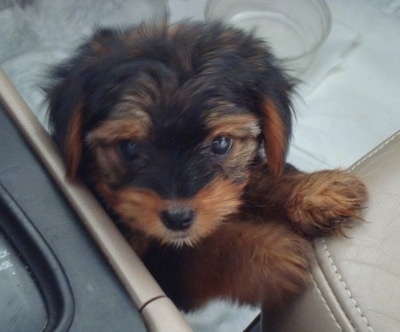 Close up - Top down view of a black with tan Yorkipoo puppy standing up against the passenger seat of a vehicle and it is looking up. Its ears are hanging down to the sides. It has wide dark eyes and a black nose.