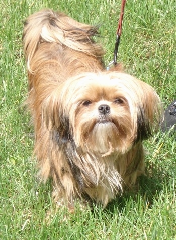 A brown with black, thick-coated, long-haired Yorkinese dog standing on a grass surface, it is looking up and there is a leash attached to it. It has a black nose and small eyes that are partly covered in hair. Its tail is curled up over its back.