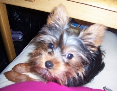 Top down view of a soft looking black with brown Yorkshire Terrier that is sitting in the lap of a lady under a wooden chair. The dog has large perk ears and a soft looking face with dark eyes and a small black nose.