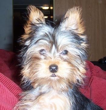 Close up - A fuzzy black with brown Yorkshire Terrier puppy that is sitting on a red corduroy surface.
