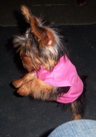 A longhaired, soft looking, Yorkshire Terrier puppy jumping up in the air wearing a hot pink shirt with a person to the side of it