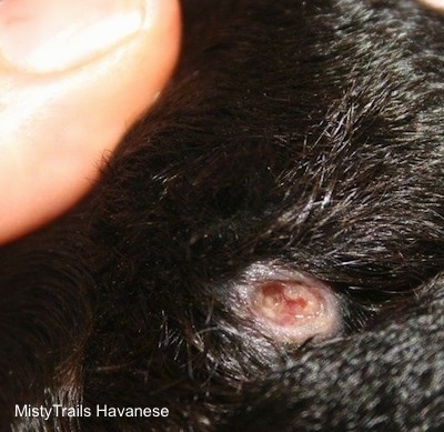 Close Up - Drained Abcess Hole on the hind leg of a Pup