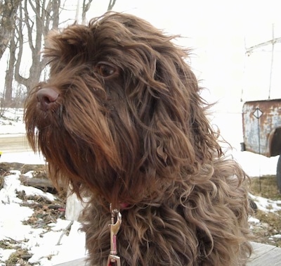 Close up - The front left side of a Chocolate Affen Spaniel that is sitting on a porch in snow