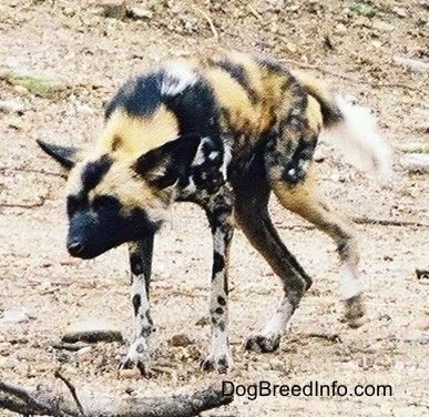 The front left side of an African Wild Dog running across a dirt surface.