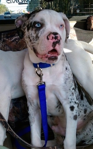 Close up - A merle Alapaha Blue Blood Bulldog is sitting in the back seat of a car
