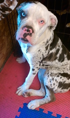 The left side of a merle Alapaha Blue Blood Bulldog that is sitting on a mat with a puzzle design