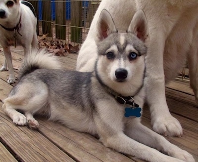 The front right side of a black with white Toy Alaskan Klee Kai that is laying across a hardwood porch. There are two other dogs sitting behind it.