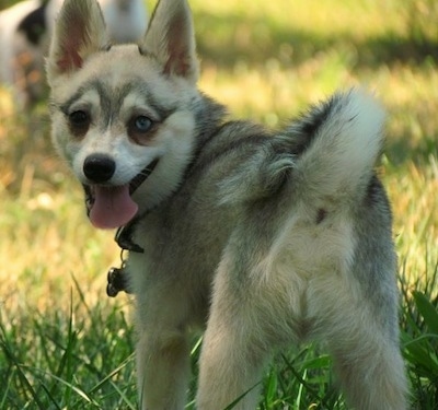 The back of a grey with white Toy Alaskan Klee Kai that is standing on grass and it is looking forward.