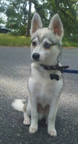 A grey with white Toy Alaskan Klee Kai is sitting on pavement and it is looking to the left.