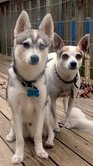 A grey with white Toy Alaskan Klee Kai is sitting next to a white with brown and black Chihuahua on a wooden deck