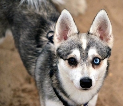Close up - A black with white Toy Alaskan Klee Kai is standing outside in dirt. It has one black eye and one blue eye