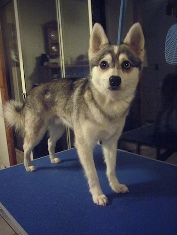 The front right side of a black with white Toy Alaskan Klee Kai standing across a blue table and it is looking forward.