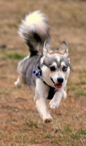 A black with white Toy Alaskan Klee Kai is running across a patchy grass