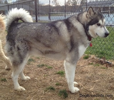 The right side of a black and white Alaskan Malamute that is standing across a dirt lawn looking out of a fence