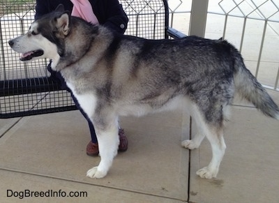 Alaskan Malamute standing under a gazebo with mouth open with a person on a bench behind it