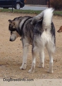 The back left side of an Alaskan Malamute standing in dirt. There is a small dog standing to the right of it.