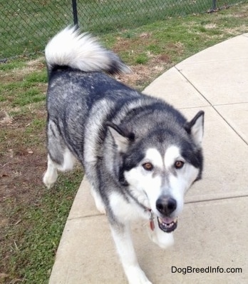 The front right side of a black with white Alaskan Malamute that is walking along a concrete path with its mouth open