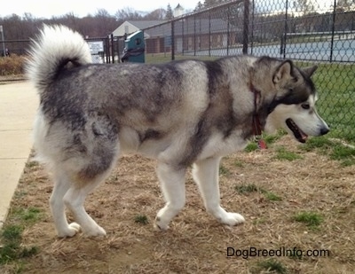 The right side of a black with white Alaskan Malamute that is across an area with patchy grass with its mouth open