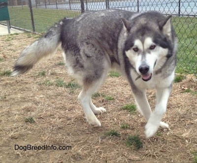 The front right side of a black with white Alaskan Malamute walking on lawn alongside fence line at a dog park