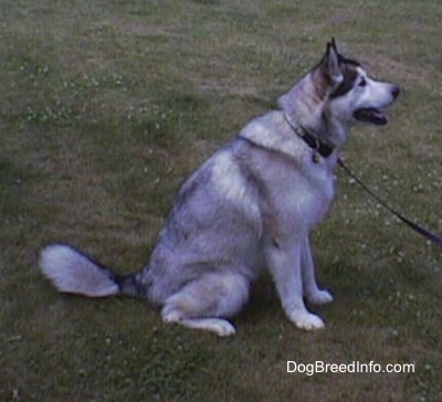Alaskan Malamute sitting on grass with a dog bone dog tag