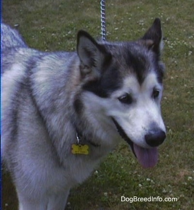 Alaskan Malamute standing on grass with a dog bone dog tag with its mouth open and tongue out