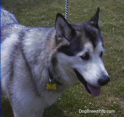 Alaskan Malamute standing on grass with a dog bone dog tag with its mouth open and tongue out and a chain leash