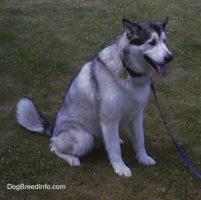 Front side view - A grey with black and white wolf-gray Alaskan Malamute dog is sitting in grass looking forward. Its mouth is open and tongue is out.