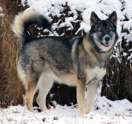 A thick coated, wolf-gray colored Alaskan Shepherd standing in the snow