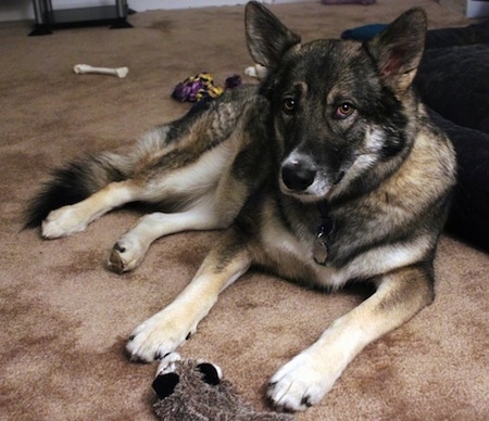 Alaskan Shepherd laying on the carpet around dog toys