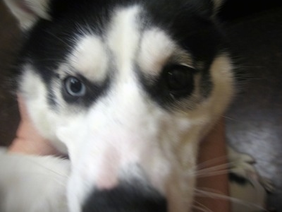 Close up - The face of a black with white Alusky that is sitting on the lap of a person