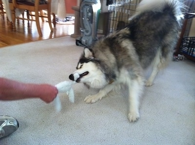The front left side of a black with white and gray Alusky dog playing tug-of-war with a human