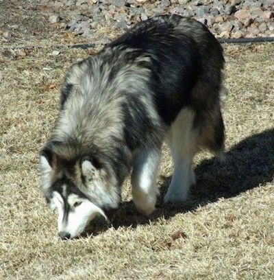 The front left side of a black with white and gray Alusky that is sniffing across grass