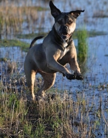 The front right side of a brown and black American Allaunt that is jumping through a marshy muddy area.