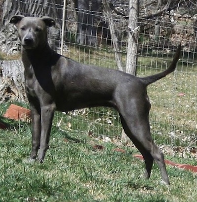 The left side of an American Blue Lacy that is standing in front of a fence, up a hill and it is looking forward.