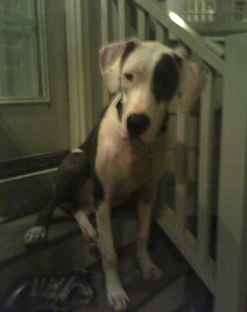 The front right side of a black and white American Bull Dane that is sitting on stairs and it is looking forward.