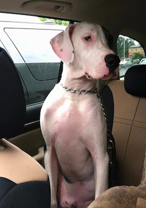 The front left side of a white with black American Bull Dane is sitting in the backseat of a video and it is looking to the right.