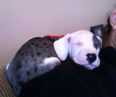 The right side of a black and white American Bull Dane puppy that is sleeping on the shoulder of a person.
