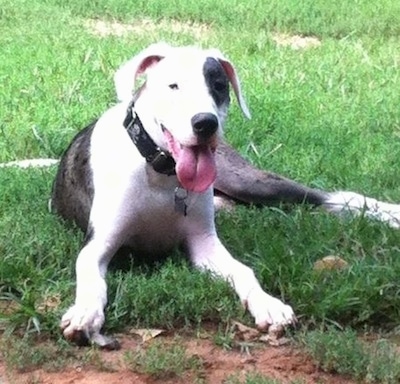 A black and white American Bull Dane is laying on grass with its tongue out and it is looking forward.