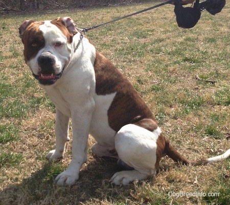 Side view - A brown with white American Bulldog is sitting in grass and its head is turned to the left of its body looking at the camera.