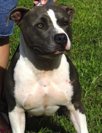 Close up - A black with white American Bully is standing on grass and to the left of it is a person holding its collar.