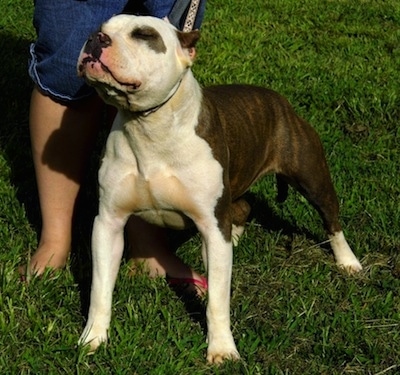 The front left side of a gray with white American Bully that is standing on grass and there is a person standing behind it.