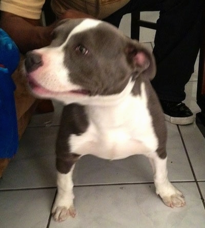 The left side of a gray and white American Bully that is sitting on a floor, in front of a chair and there is a person standing next to it.
