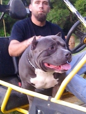 A black with white American Bully is sitting in a Go-Kart, it is looking to the right and there is a person sitting behind it.