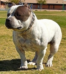 A short-legged, wide, muscular, white with brown American Bully is standing in grass looking to the left. It has a thick chain collar on and its ears are cropped short.