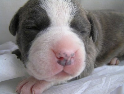 Close up - A gray with white Newborn American Bully puppy is sleeping on a blanket.