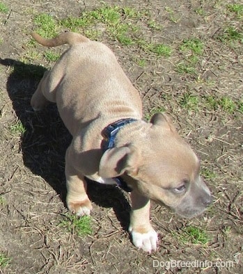 Topdown view of a tan American Bully Puppy that is walking on grass and it is looking to the right.
