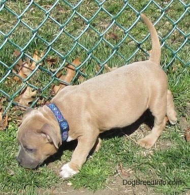 The left side of a tan American Bully Puppy that is walking along a chain link fence.