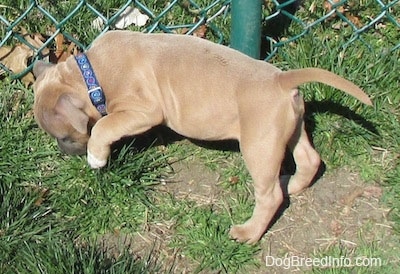 The left side of a tan American Bully Puppy that is walking along a chain link fence and it is smelling the ground ear the fence.
