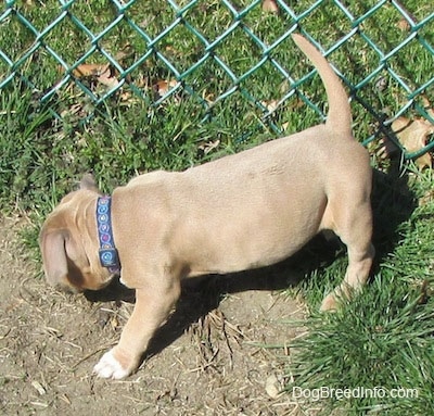 The left side of a tan American Bully Puppy that is digging a hole in front of a chainlink fence.