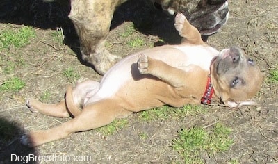 The right side of a red with white American Bully Puppy that is laying belly up on the grass. There is another dog standing over top of it.